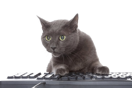 chat gris pattes sur clavier ordinateur 