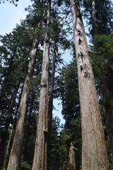 羽黒山の杉並木／山形県鶴岡市の羽黒山参道の杉並木は県指定史跡で、全国かおり風景100選、森林浴の森100選に選定されています。随神門から始まる表参道は、全長約1.7km、2446段の長い石段です。杉並木の数は500本以上で、樹齢350～500年の杉並木です。この杉並木は国の特別天然記念物に指定され「ミシュラン・グリーンガイド・ジャポン」にて、三ツ星を獲得しました。