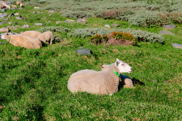 Sheep at mountains