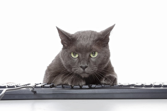 chat gris pattes sur clavier ordinateur 