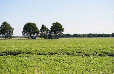 Fototapeta na wymiar potato field in summer