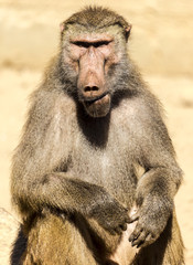 Baboon 