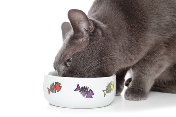 chat gris mangeant dans écuelle