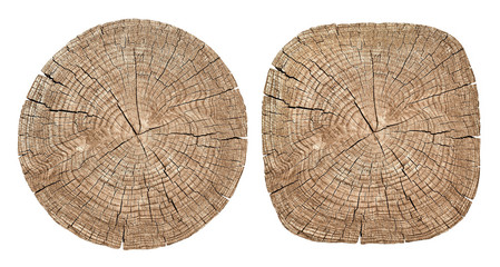 Cross section of tree trunk showing growth rings on white background