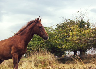 Foal