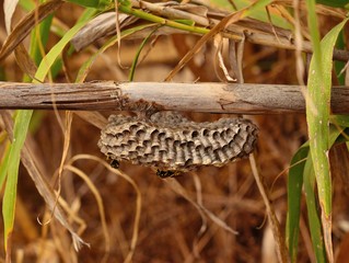 Wasp nest under cane stalk