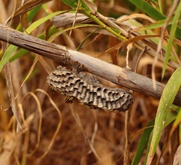 Wasp nest hanging under cane stalk