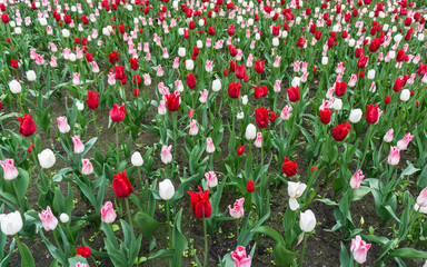 Fototapeta premium colourful tulips flowers season garden