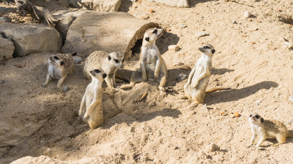 meercat meerkat