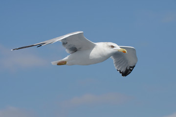 European Herring Gull, Larus argentatus