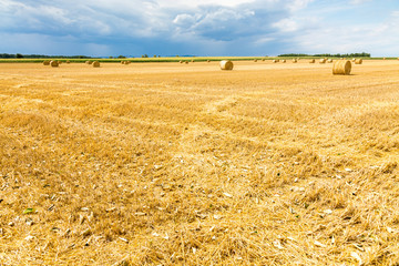 Fototapeta premium Hay bales