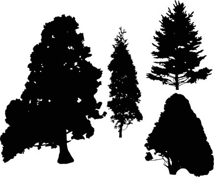 four coniferous trees silhouettes isolated on white