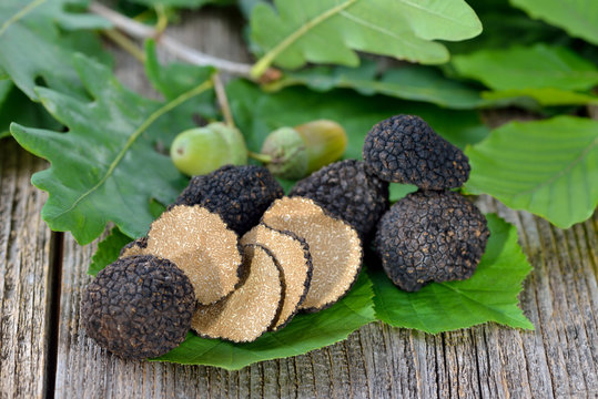 Schwarze Herbsttrüffeln - tuber unicantum - mit Laub der Eiche, Haselnuss und Buche