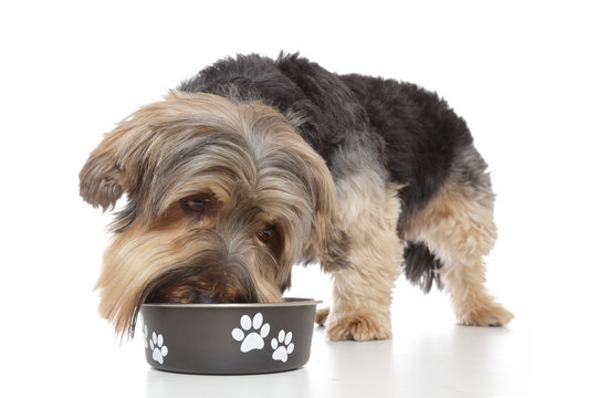 chien yorkshire mangeant