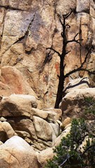 Vertrockneter Baum vor einem Felsen im Joshua Tree National Park