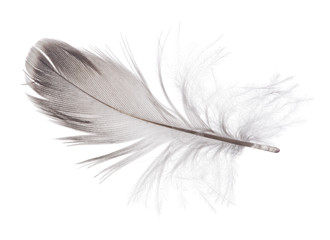 small gray parrot feather on white background