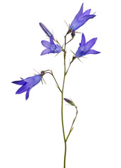 four blue isolated on white bloom Spreading bellflower