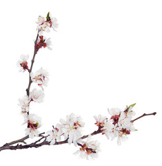 white sakura blooms on two dark brown branches