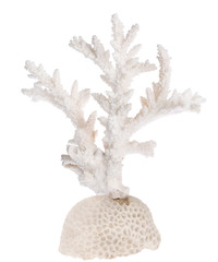 isolated white color coral branch