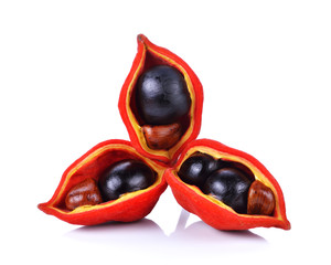 sweet chestnuts (Sterculia monosperma) on white background.