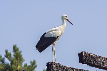 The Stork in front of a clear blue sky