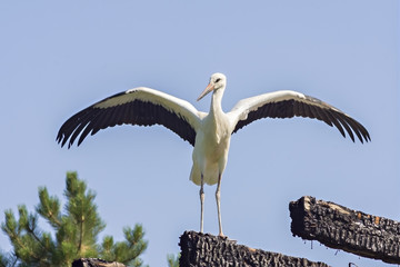 The Stork in front of a clear blue sky