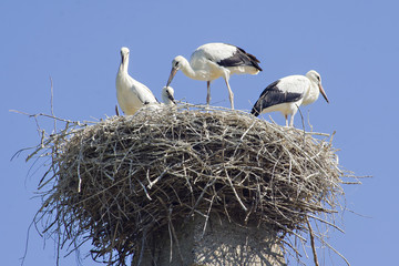 The storks on the nest at the park outdoors