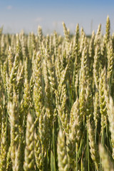Obraz premium Wheat field closeup