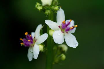 Obraz premium シロバナモウズイカ