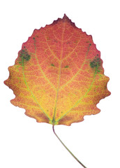 symmetric aspen fall leaf isolated on white
