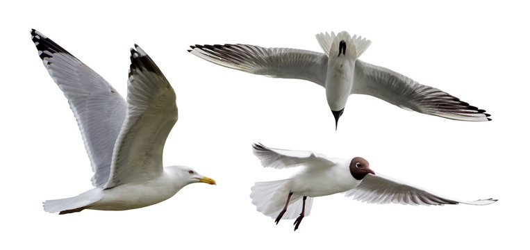 set of three isolated seagulls