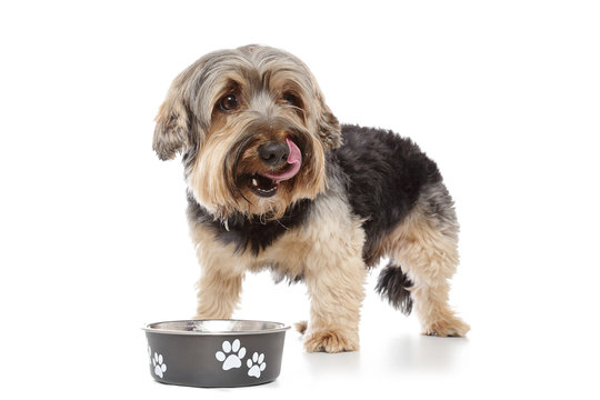 chien yorkshire mangeant