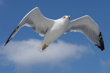 European Herring Gull, Larus argentatus
