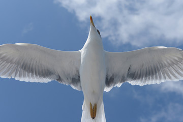 European Herring Gull, Larus argentatus