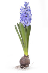 Blue Hyacinth flower, Hyacinthus orientalis with tuber isolated on white