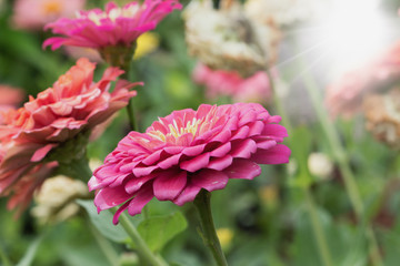 Flowers with soft sunlight,close up