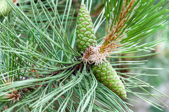 Green pinecones on the pine tree