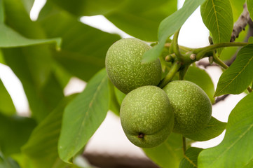 Young green nuts on the tree with leaves