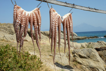 Octopus - Halkidiki, Greece