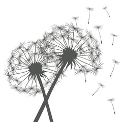 Illustration of dandelions