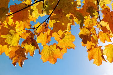 Yellow autumn maple leaves over blue sky