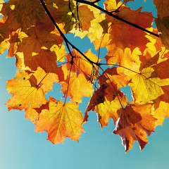 Yellow autumn maple leaves over blue sky
