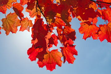 Red autumn maple leaves over blue sky