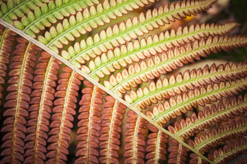 Fragment of autumnal fern leaves, macro photo