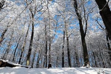 Winter im Wald - verschneite Bäume