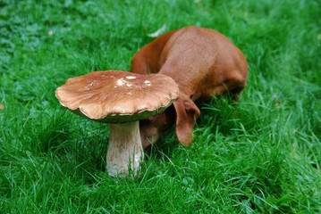 Dog looking mushrooms