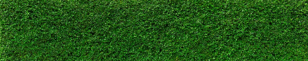 Foto op Canvas Natuurlijke groene bladeren muur achtergrond, geen patroon © neosiam