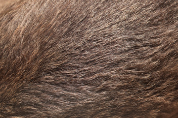 Brown bear (Ursus arctos) fur texture.