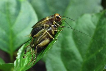 House cricket (Acheta domestica).