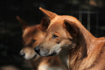 Dingo (Canis lupus dingo).